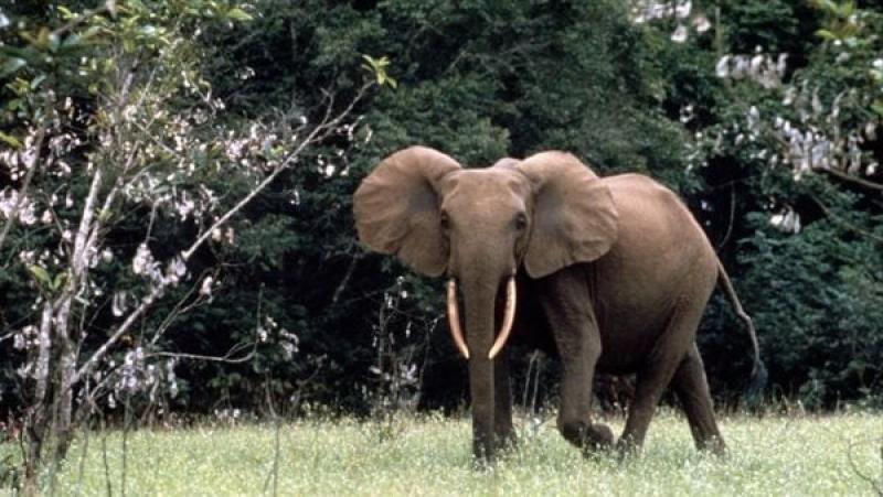 محكمة في بنجلاديش تحظر صيد الأفيال البرية