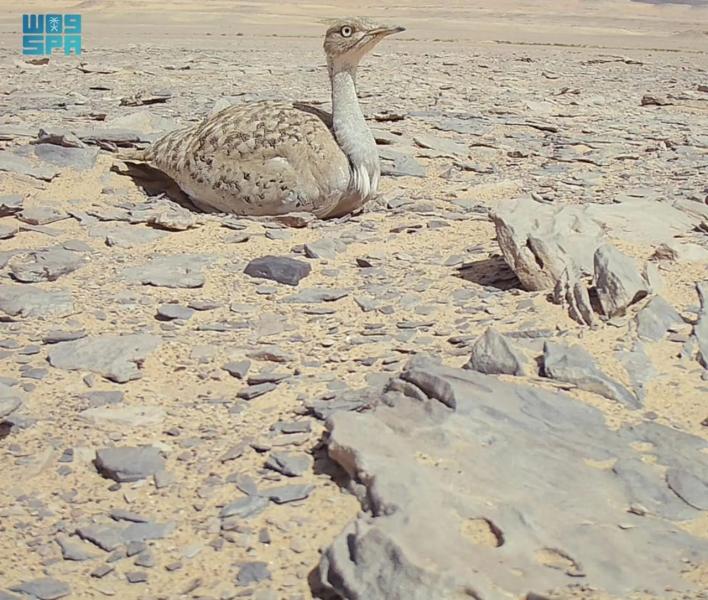 ”طيور الحبارى” تتخذ محمية الملك سلمان بن عبدالعزيز الملكية ملاذًا آمنًا لبناء العش والتفريخ