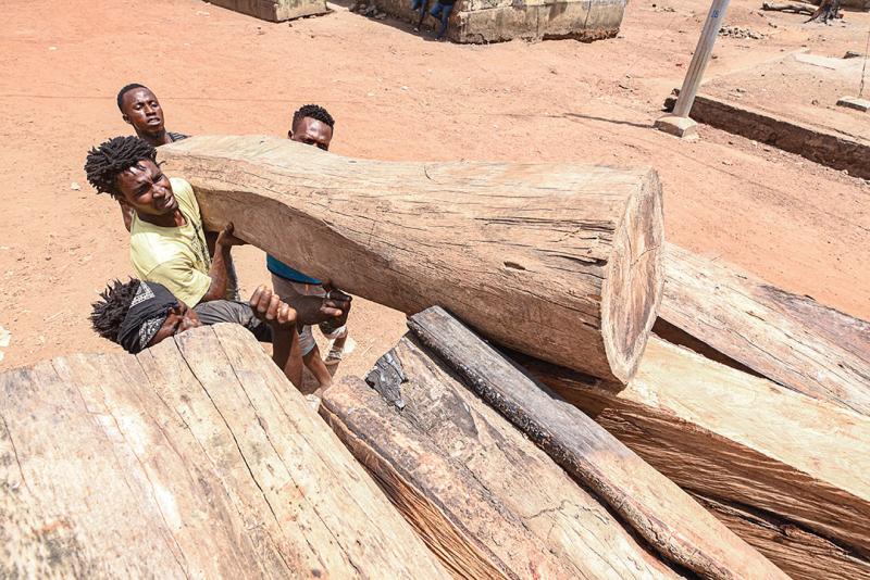 تهريب الأخشاب في موزمبيق.. مصدر تمويل للإرهاب وتهديد للبيئة