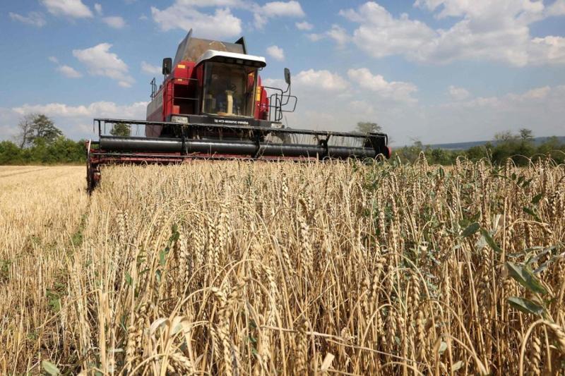 رغم زيادة طفيفة مقارنة بالعام الماضي.. ”الفاو” تخفض توقعاتها لإنتاج القمح لعام 2024