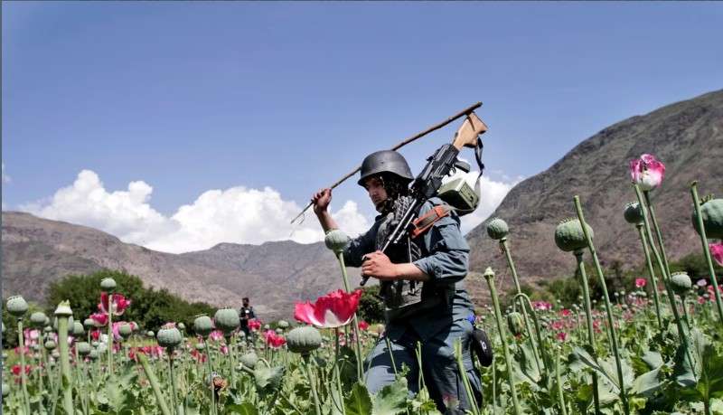 حظر الأفيون في أفغانستان.. نتائج اقتصادية سلبية وتوترات متزايدة في بدخشان