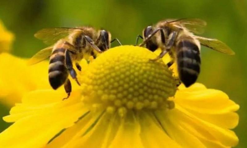 خطر محدق.. الأمم المتحدة: انقراض النحل يهدد مستقبل البشرية