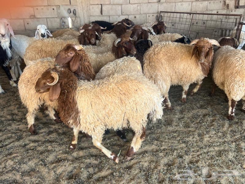  آداب الأضحية