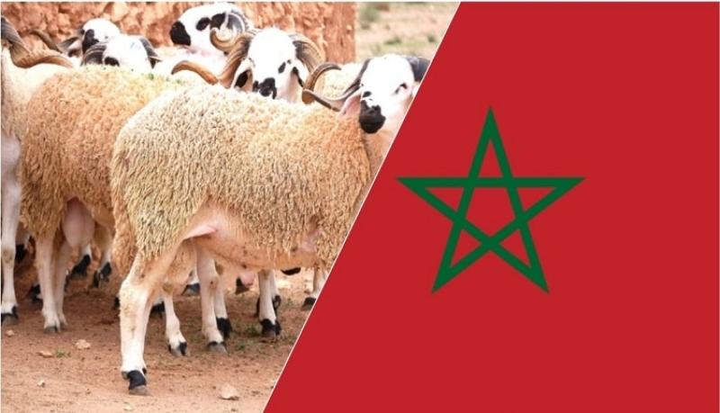 عيد الأضحى في المغرب.. فسيفساء من الطقوس المُذهلة وتقاليد العطاء