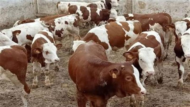صراخ الأبقار لا يهدأ.. مرض غامض يهدد ثروة الجزائر الحيوانية