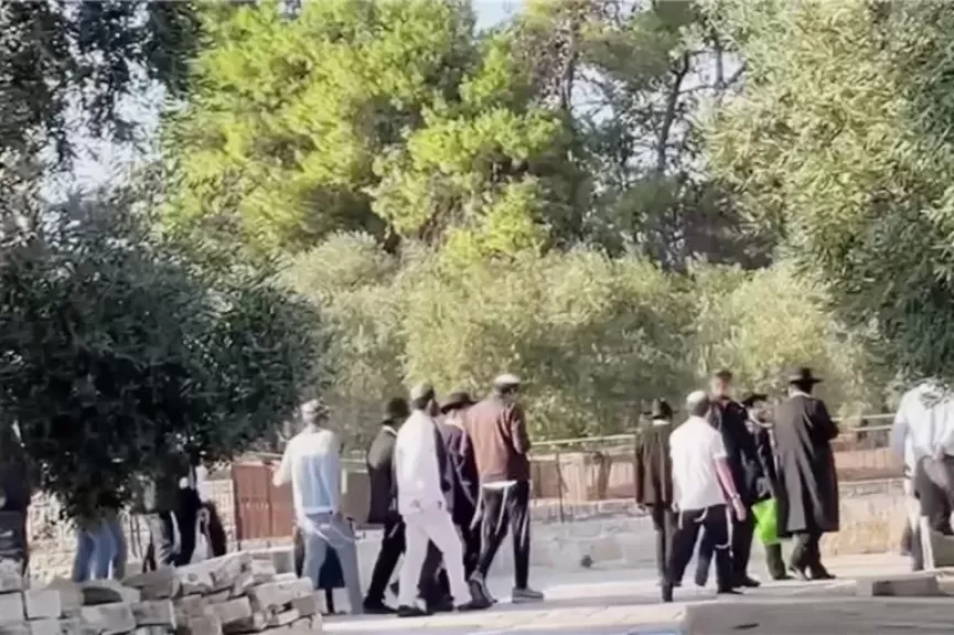 مئات المستوطنين الصهاينة يقتحمون المسجد الأقصى بقربان من اللحم